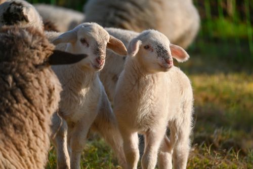 Free Cute lambs in a sunny meadow in Sittard, Netherlands, showcasing rural charm. Stock Photo