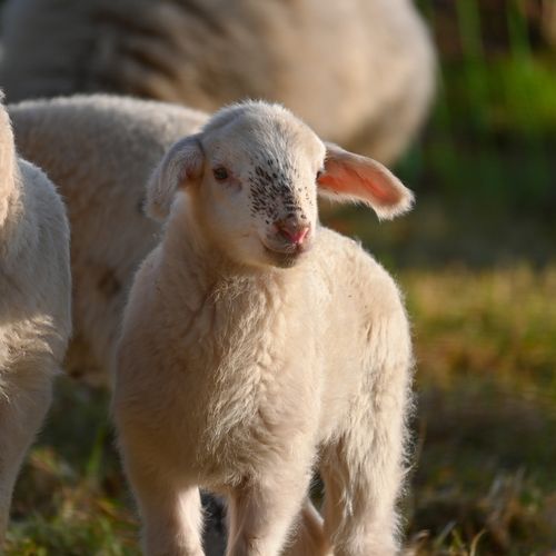 Free Close-up of a lamb standing in a sunlit meadow, showcasing its woolly coat. Stock Photo