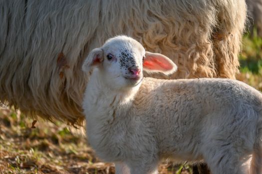 A cute lamb standing beside its mother in a sunlit field in Sittard, Limburg, Netherlands.