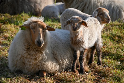 Nosy Be, Madagascar photo 3