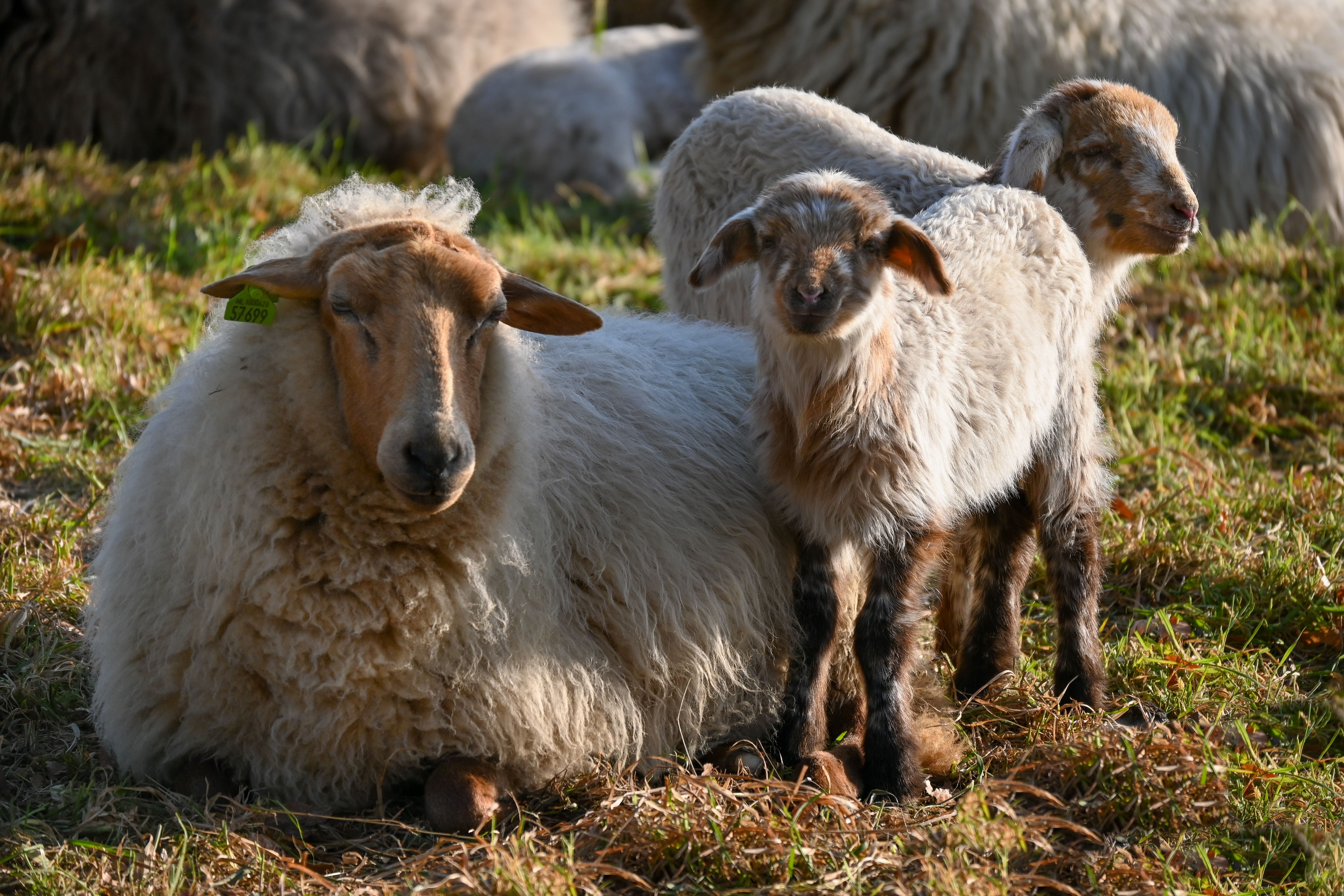 Lambs and Sheep Grazing in Sittard, Netherlands · Free Stock Photo