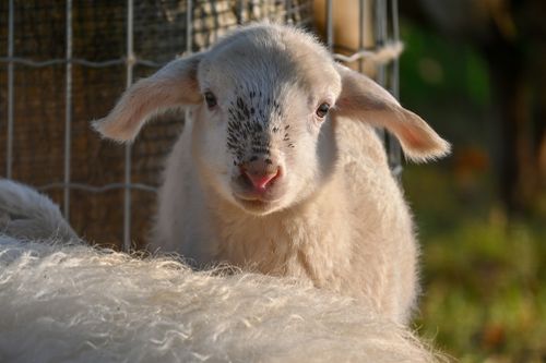 Free Charming lamb portrait captured at a farm in Sittard, Limburg. Perfect for rural and animal-themed projects. Stock Photo