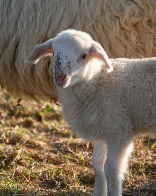 Free A cute lamb standing beside its mother in a sunny pasture, showcasing natural beauty and innocence. Stock Photo