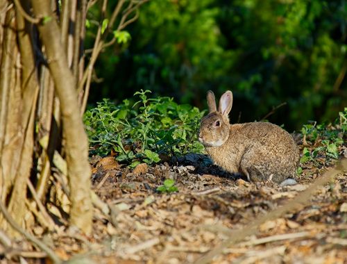 Free A wild rabbit sits among lush greenery and fallen leaves in Salzgitter, Germany. Stock Photo