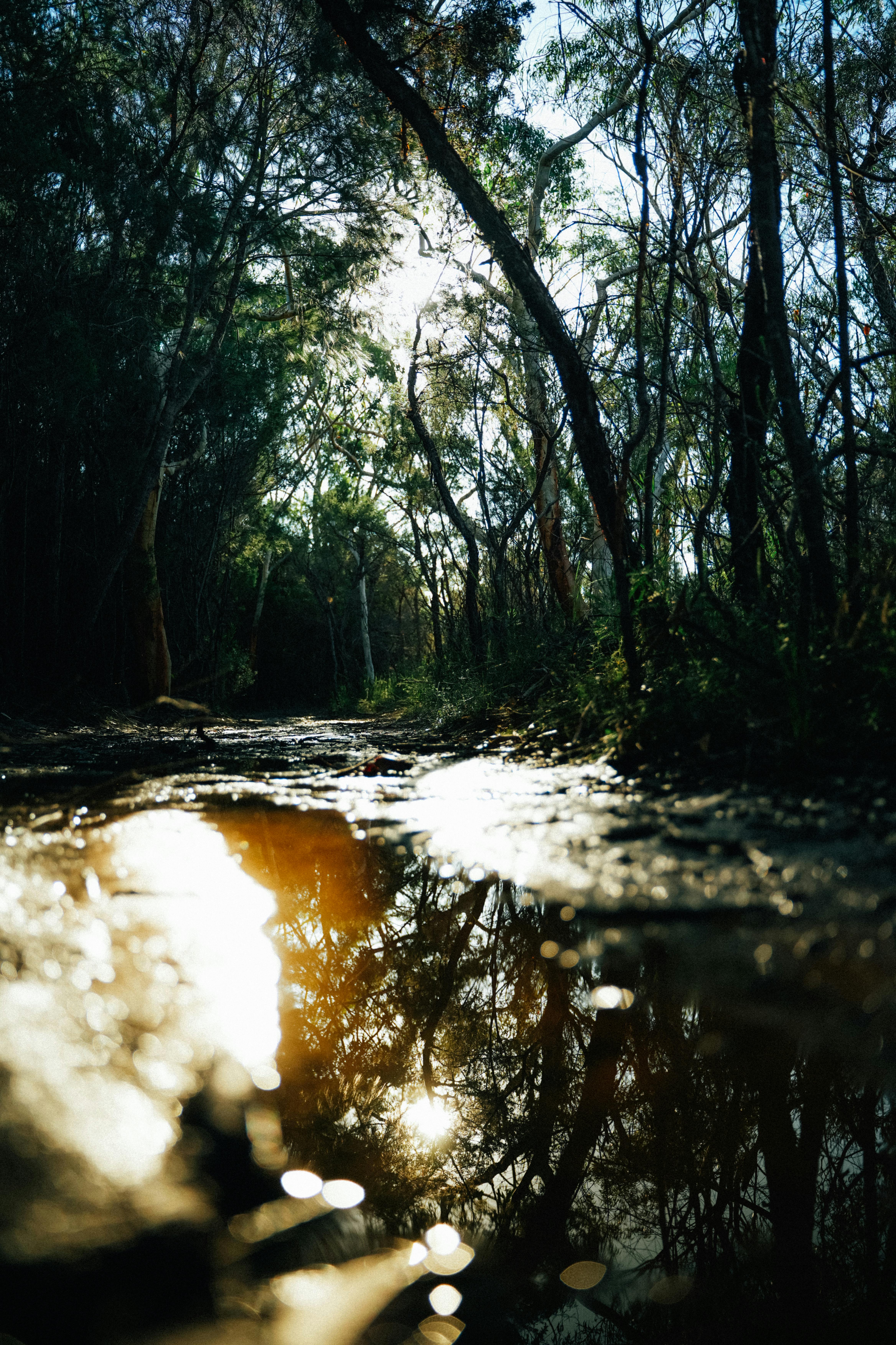 Captivating sunlight reflection in a tranquil forest creek in New South Wales, Australia, during golden hour.