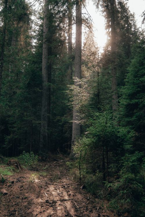 Free Tranquil forest scene with sunlit trees and a dirt path, perfect for nature lovers. Stock Photo
