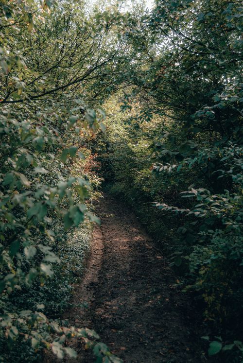 Free A tranquil dirt pathway winding through dense, green forest foliage. Stock Photo