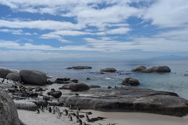 les manchots de Boulders Beach