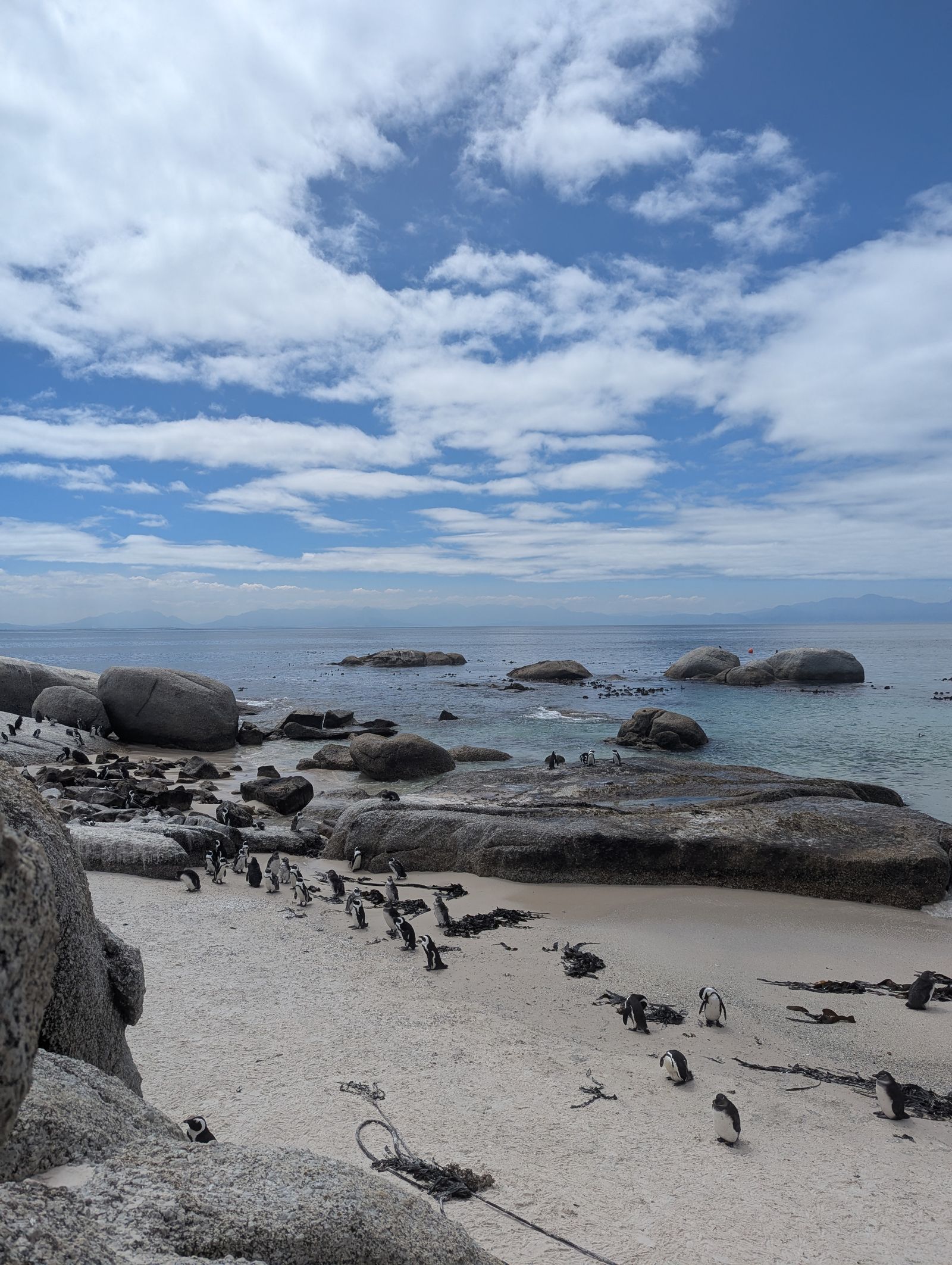 African penguins at Boulders Beach Cape Town