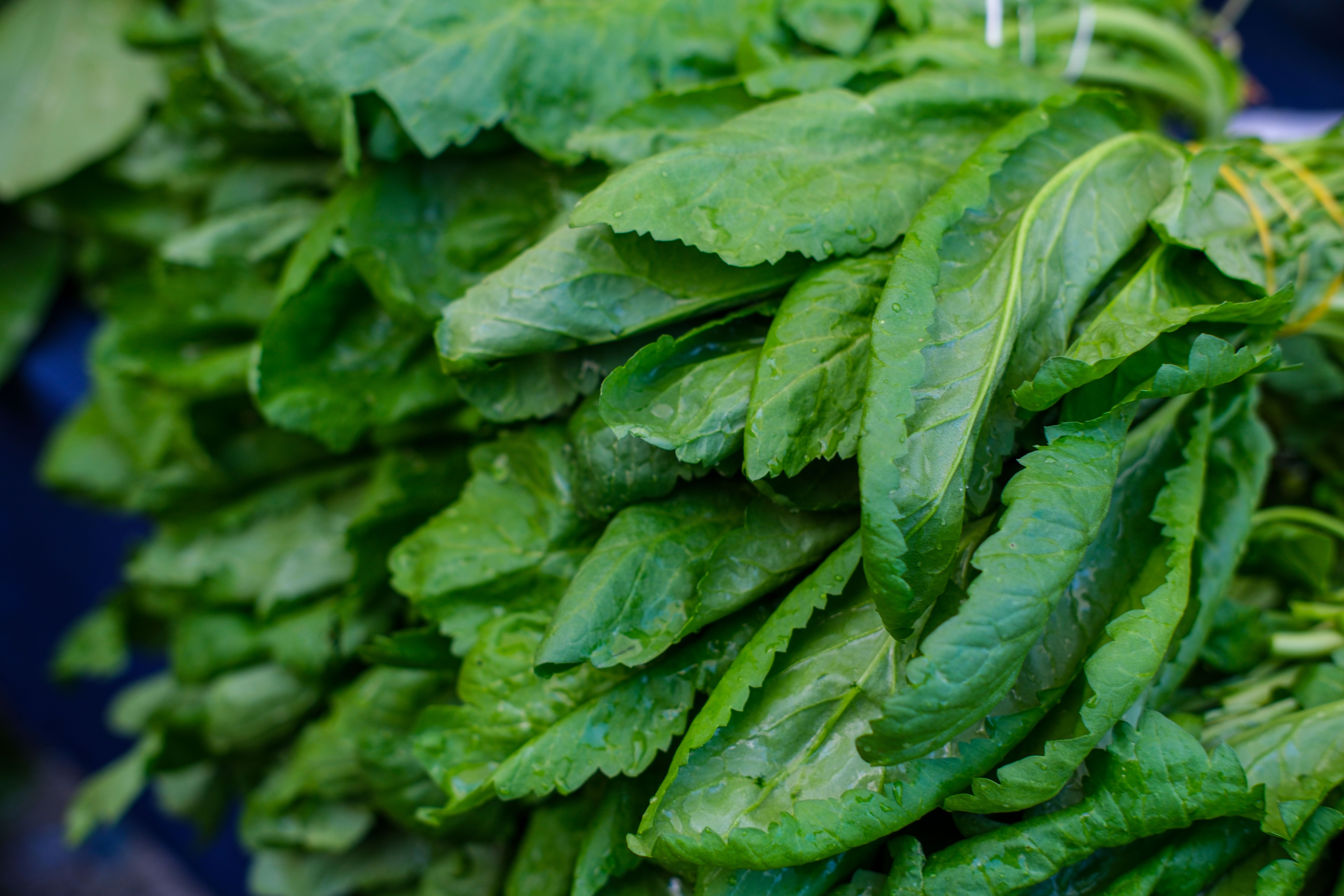 saag jonker