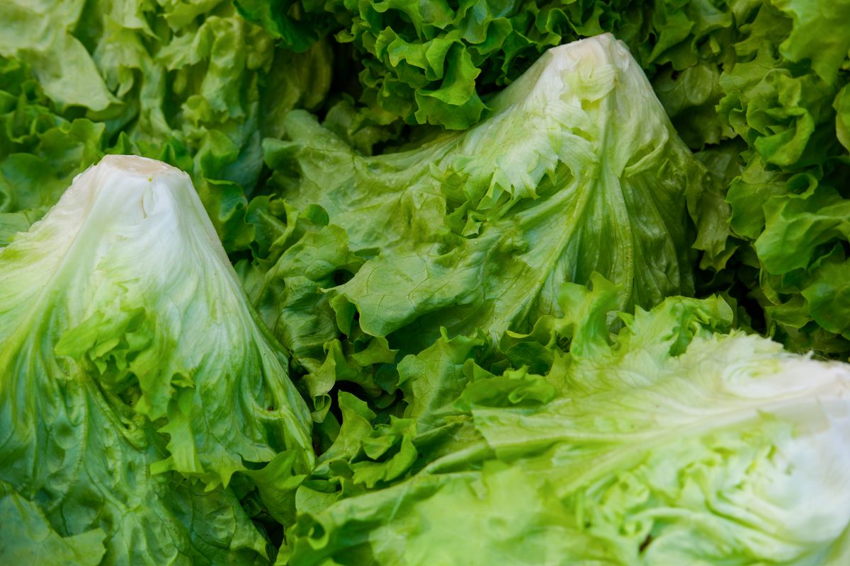 Fresh lettuce