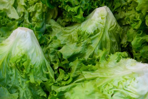 Free A vibrant close-up image showcasing fresh, crisp green lettuce leaves, perfect for healthy salads. Stock Photo