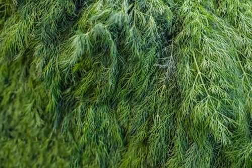 Free A detailed view of lush green dill leaves, showcasing texture and vibrancy. Ideal for culinary and botanical themes. Stock Photo