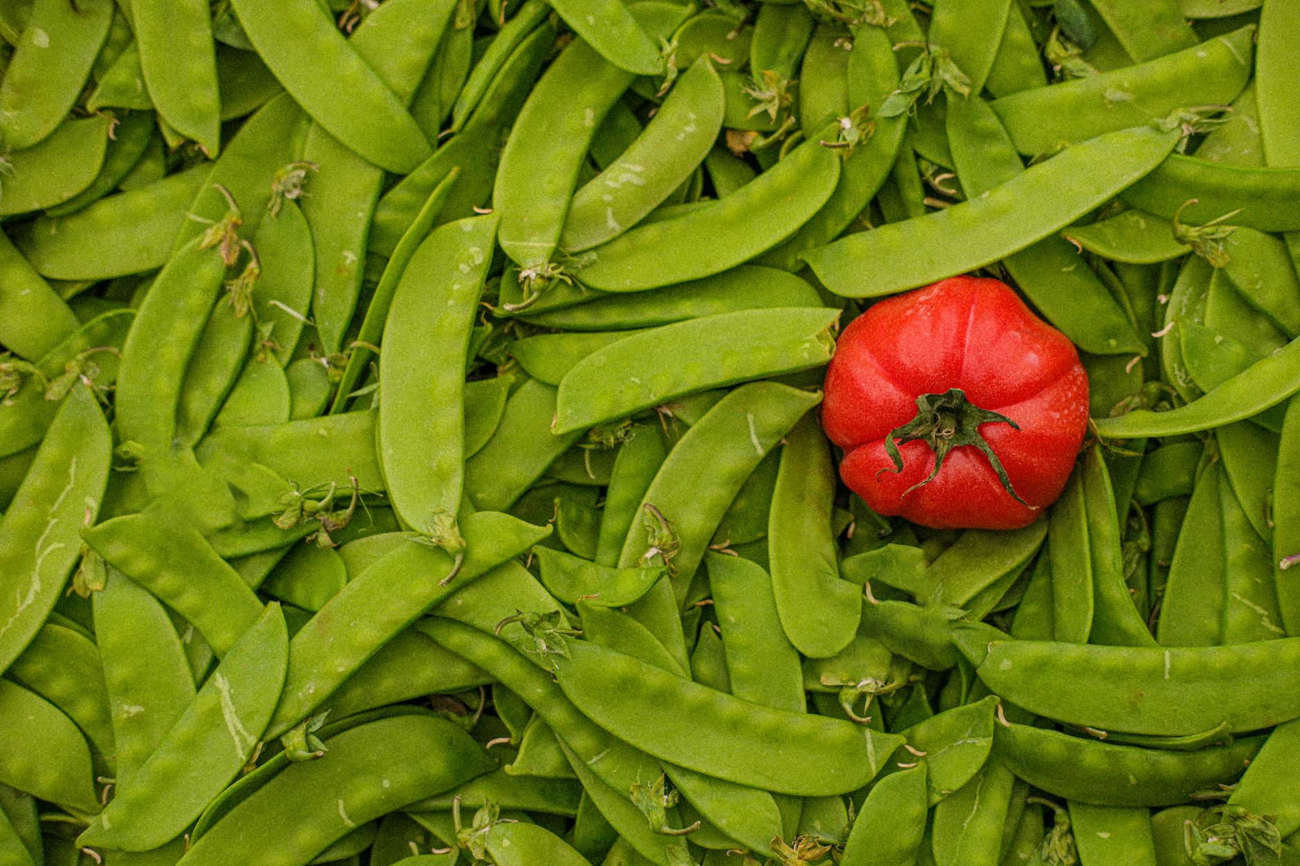 Fresh Edamame Pods Close-up of vibrant green edamame pods growing on a plant in a sunny garden.