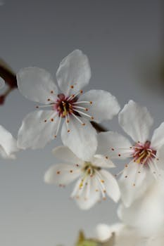Close-up of delicate cherry blossoms captured in early spring, showcasing botanical beauty.