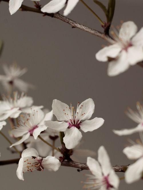 Free Close-up of delicate white cherry blossoms on branches, symbolizing spring renewal and beauty. Stock Photo