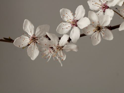 Free Elegant white blossoms on a branch, showcasing nature's subtle beauty in early spring. Stock Photo