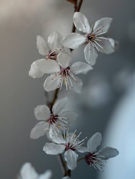 Close-up of delicate white blossoms capturing the essence of early spring in nature.