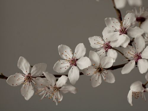 Free Macro photo of delicate white cherry blossoms on a branch, heralding spring's arrival. Stock Photo