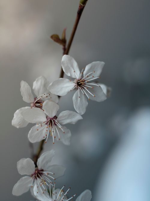 Free Close-up of white spring blossoms with a soft, muted background. Stock Photo