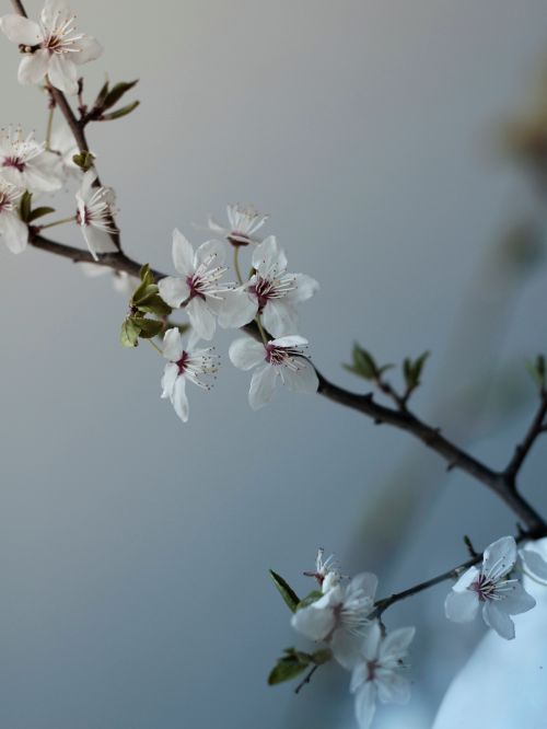 Free Close-up of white spring blossoms against a gentle blue gradient background. Stock Photo