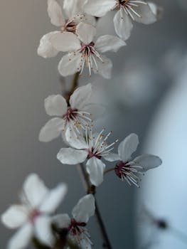 Close-up of cherry blossom flowers capturing the essence of early spring with soft, delicate petals.