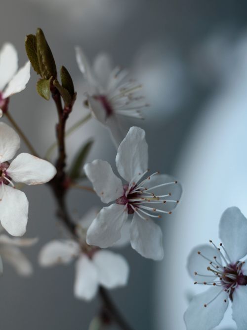 Free Close-up of white cherry blossoms in bloom, capturing the essence of springtime beauty. Stock Photo