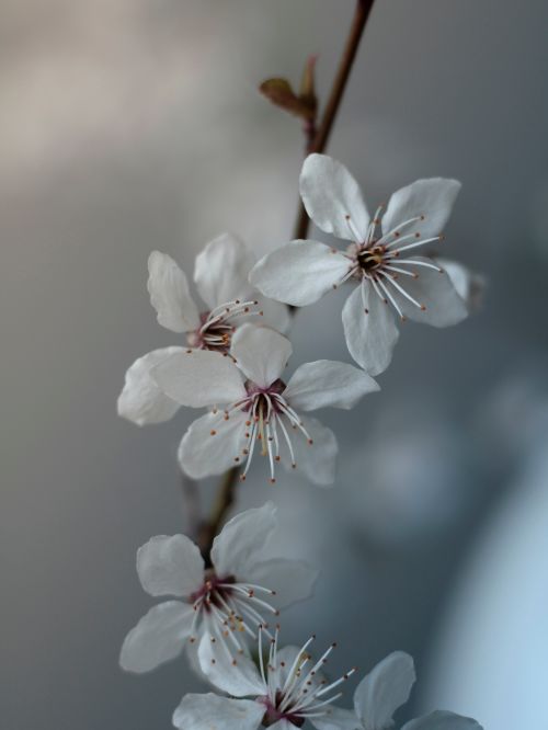 Free Close-up of white cherry blossoms in early spring, showcasing delicate petals in soft focus. Stock Photo