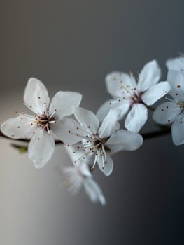 Delicate white blossoms on a twig, captured in a serene close-up for a floral spring feel.