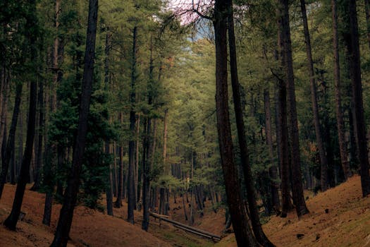 A peaceful forest scene featuring tall pine trees and a gentle slope, offering a sense of tranquility.