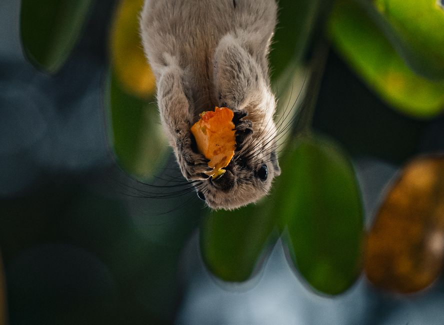 Adorable squirrel hanging upside down, enjoying a fruit snack in a Thai forest.