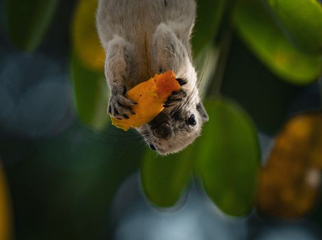Close-up of a squirrel eating fruit in a lush Thai jungle, displaying wildlife behavior.