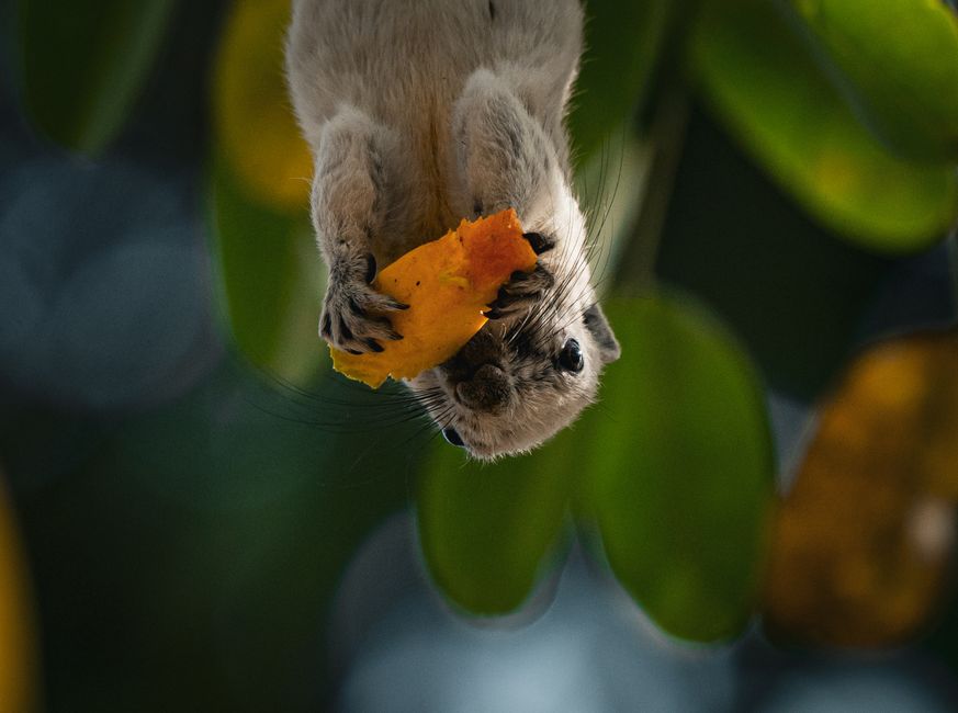 Close-up of a squirrel eating fruit in a lush Thai jungle, displaying wildlife behavior.