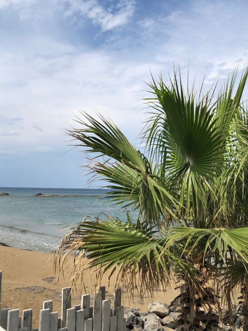 Free Tranquil beach scene with palm tree and serene ocean in Greece. Stock Photo