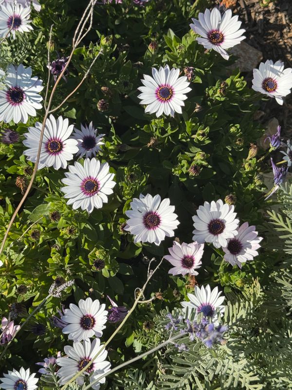 A Close-up of Purple and White Daisies · Free Stock Photo