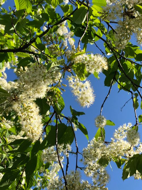 Free Fluffy white flowers bloom vibrantly against a clear blue sky, showcasing nature's beauty in spring. Stock Photo