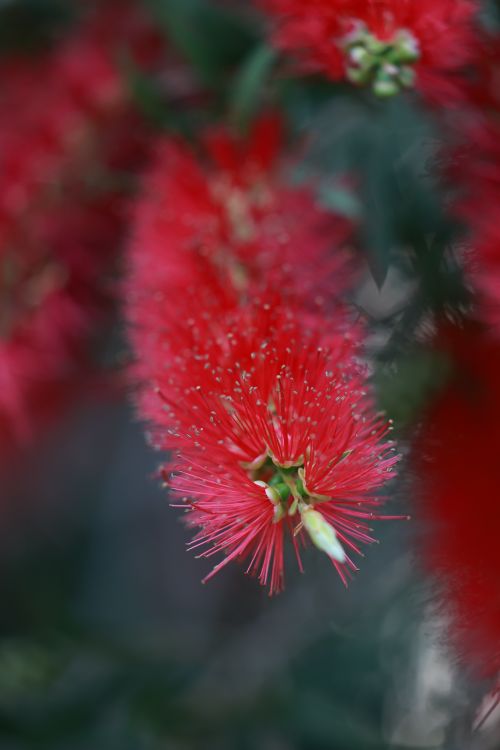 Free Macro shot of a vivid red bottlebrush flower in bloom with blurred background. Stock Photo