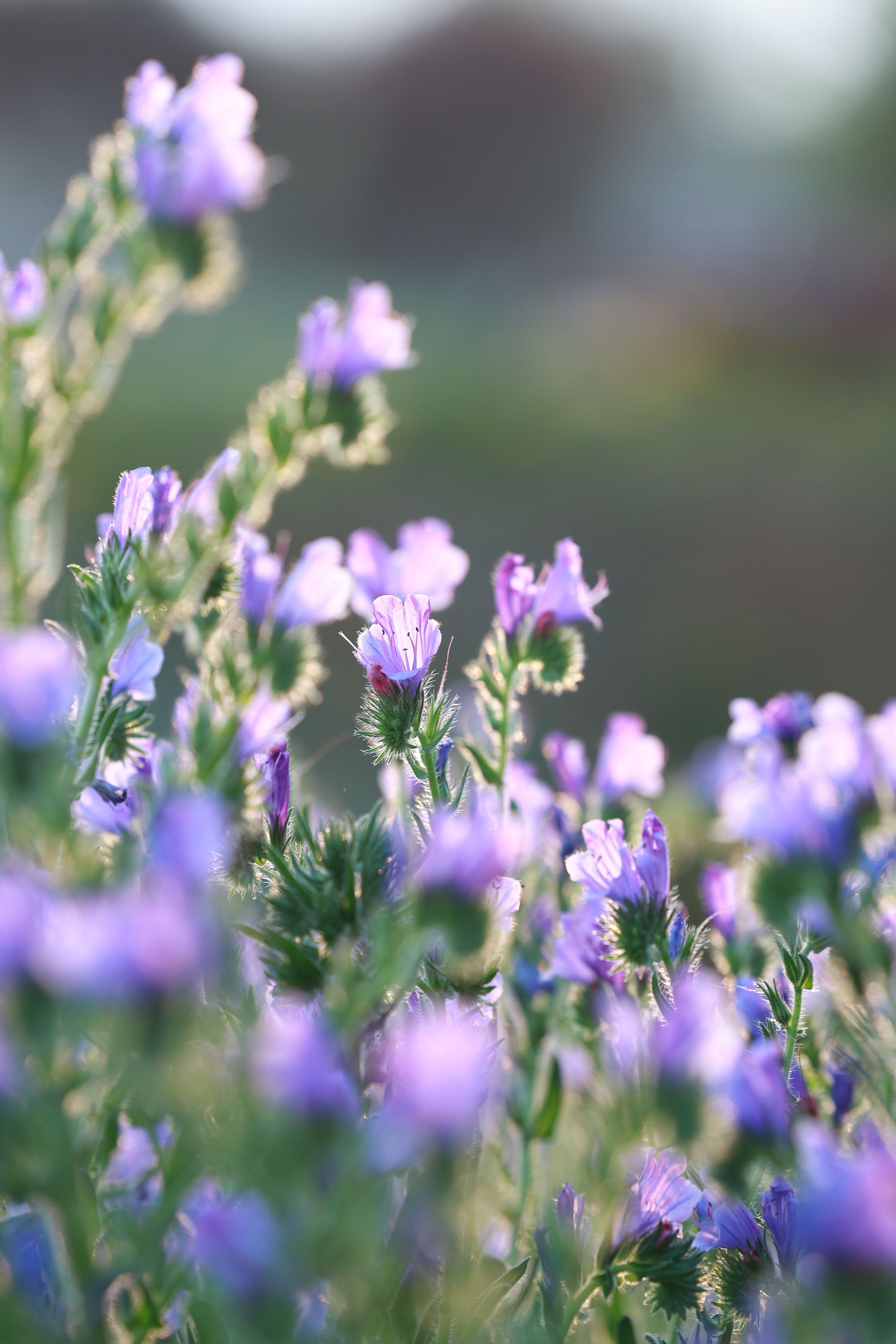 Beautiful Close-Up of Blooming Purple Flowers in Spring · Free Stock Photo