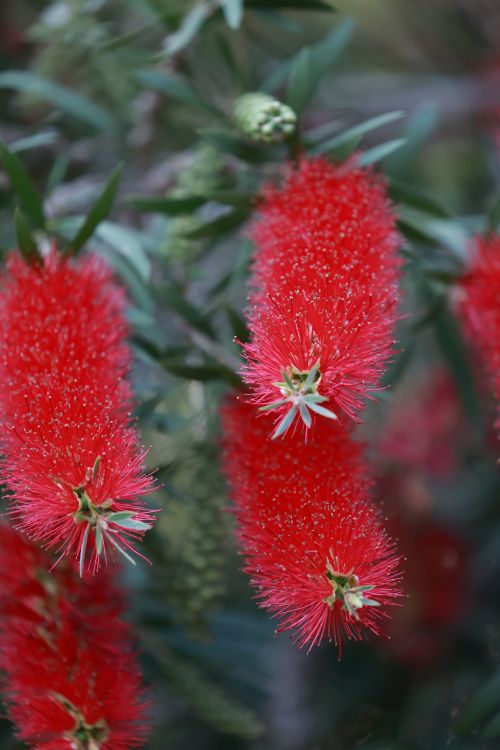 Free Detailed close-up image of bright red bottlebrush flowers with lush green leaves. Stock Photo