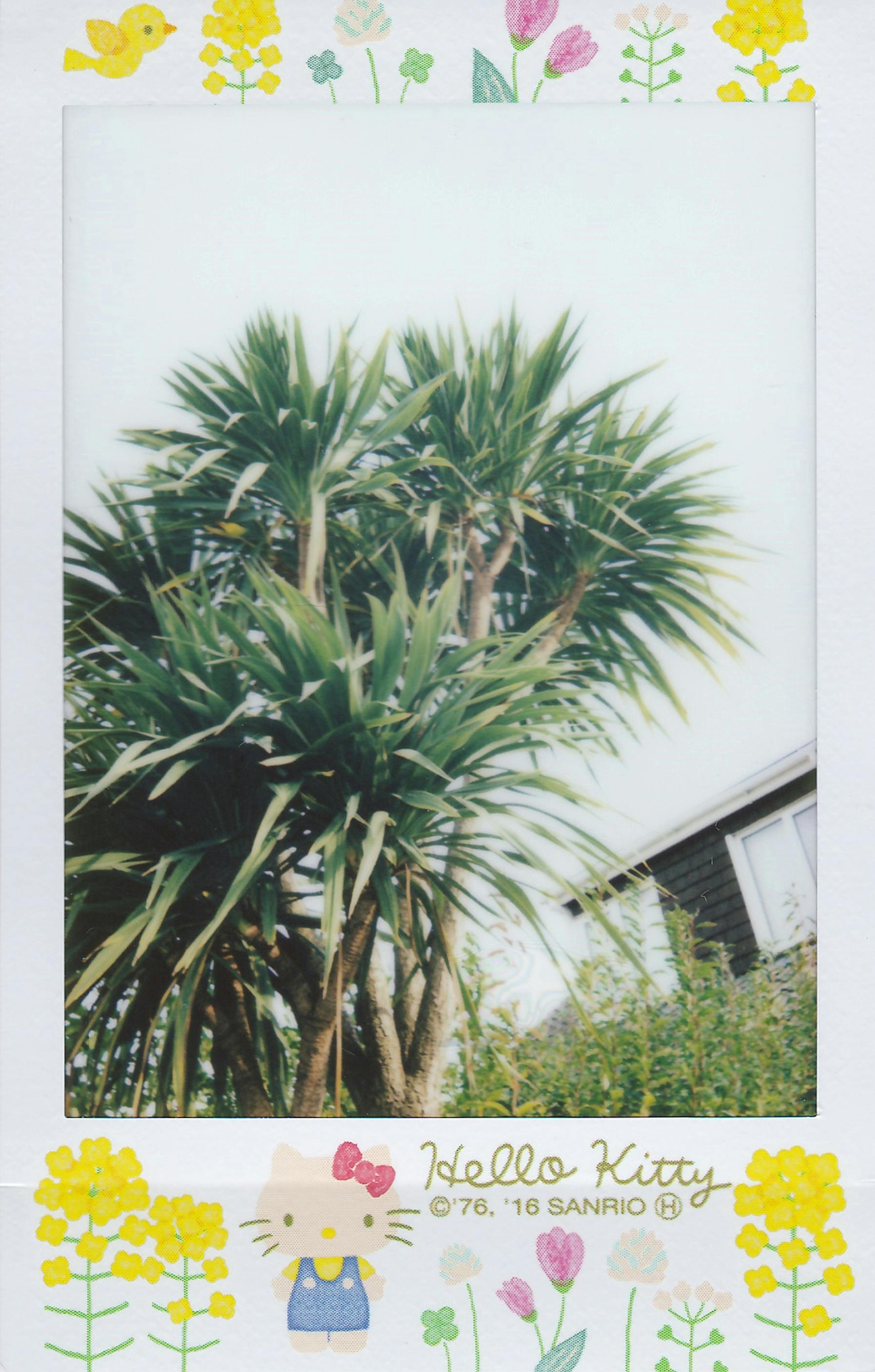 low angle photo of green leafed plants