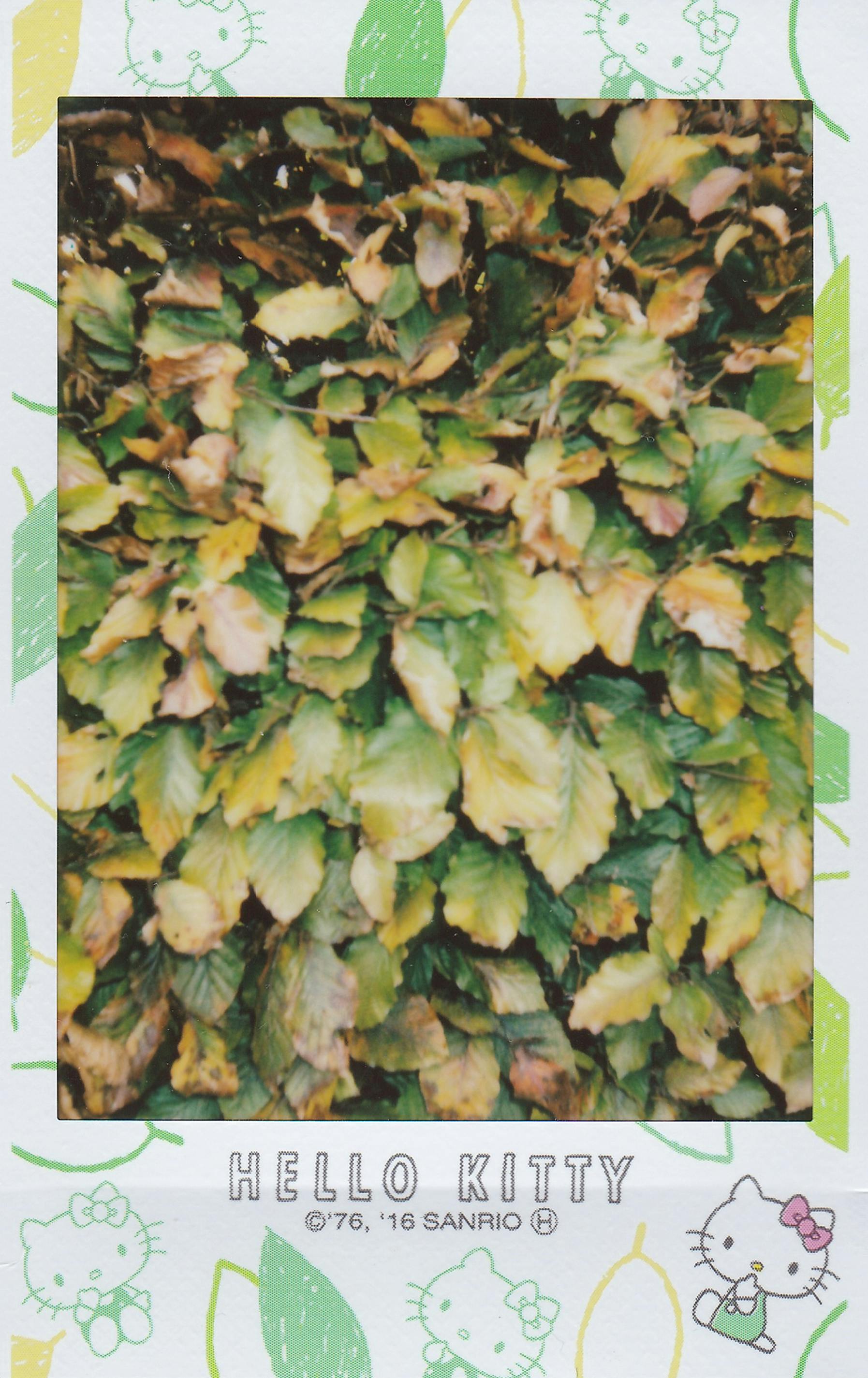 Vibrant autumn leaves captured in a whimsical Hello Kitty-themed instant film frame.