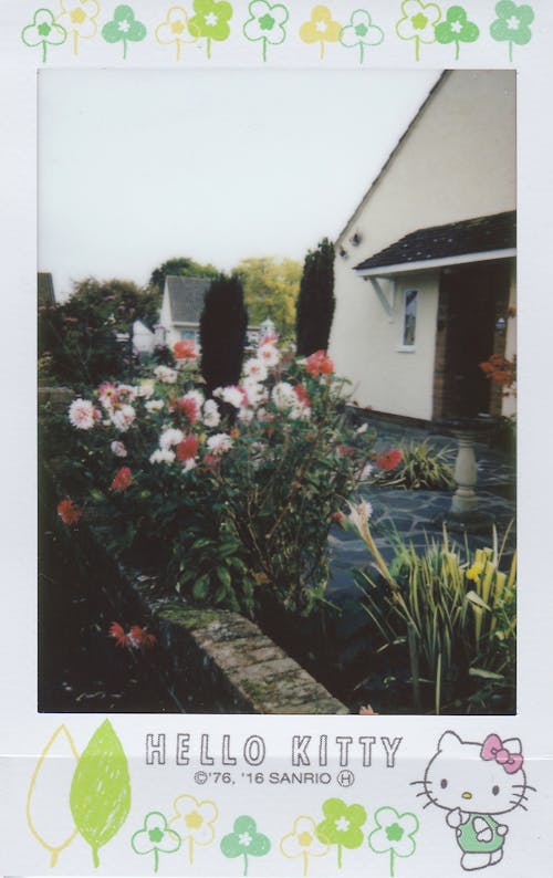 Fleurs à Côté Du Bâtiment Avec Cadre Hello Kitty