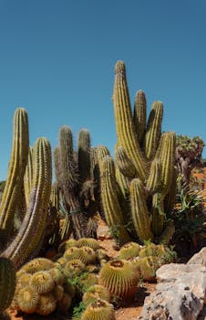 Vibrant cactus garden under clear skies in Baleárske ostrovy, Spain.