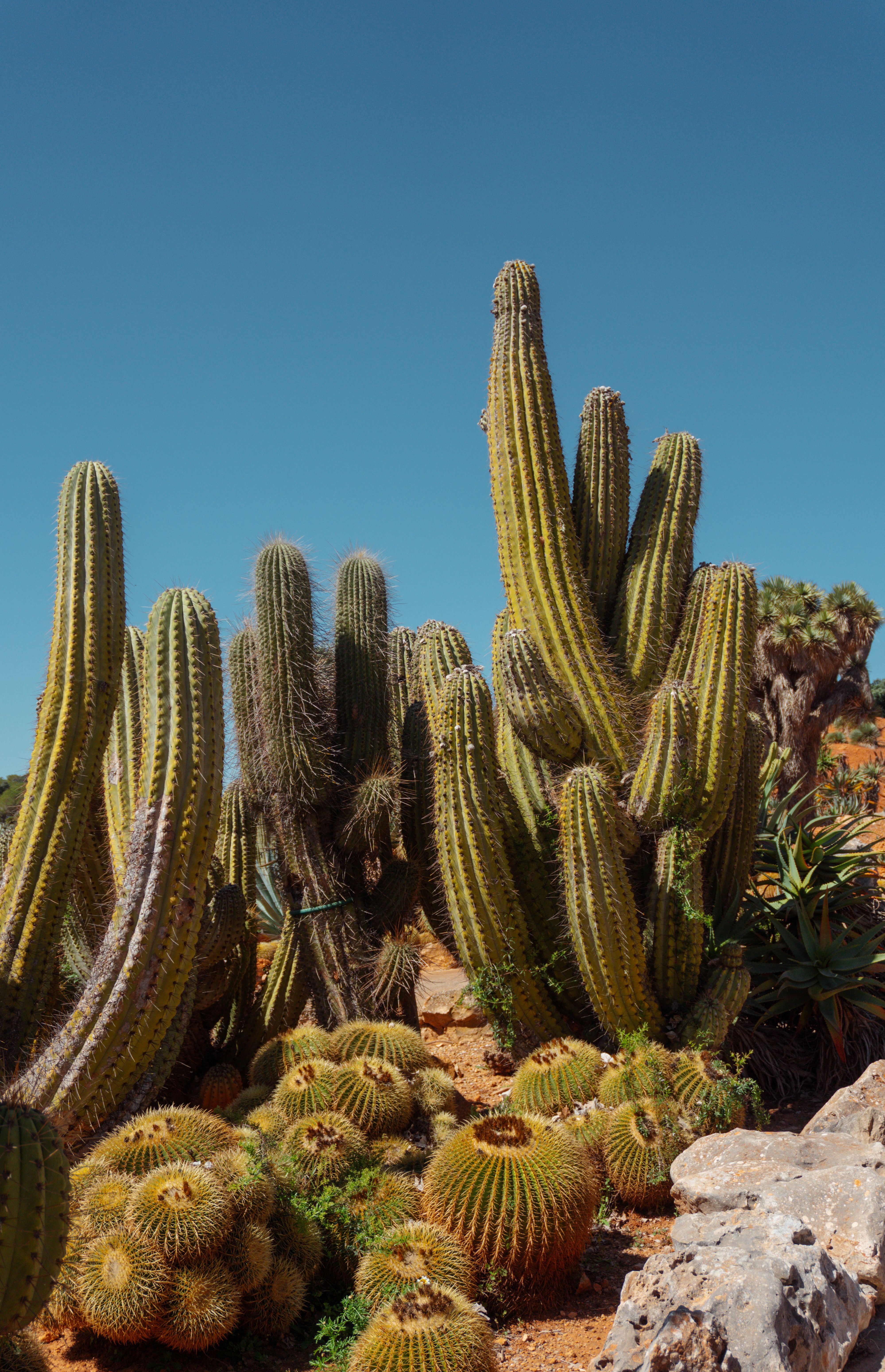 Cacti in Sunny Balerske Ostrovy Landscape  Free Stock Photo