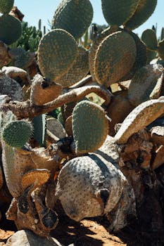 Close-up of prickly pear cactus showcasing textures and details in the sun.