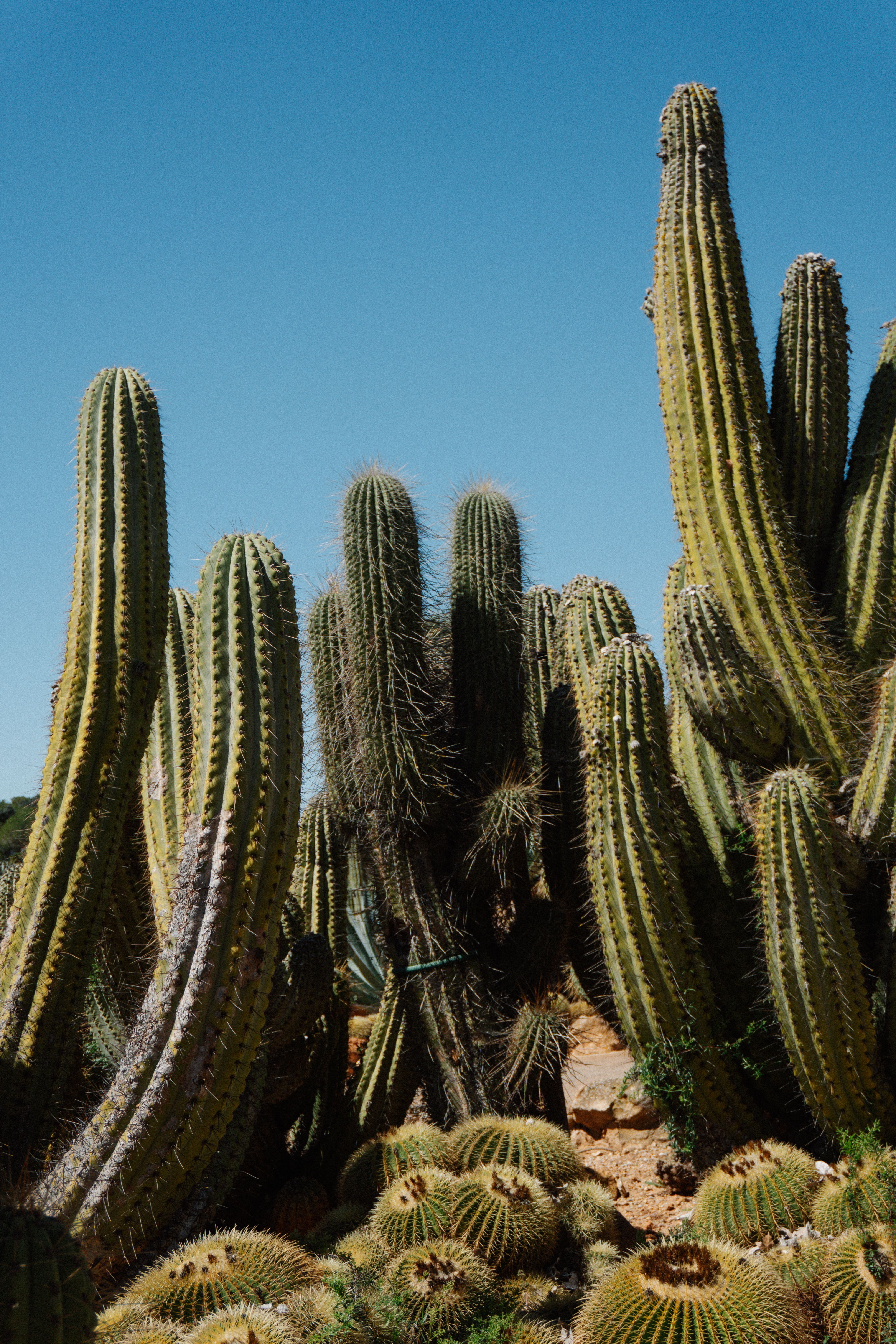 Tall Cacti Under Clear Blue Sky in Spanish Landscape · Free Stock Photo