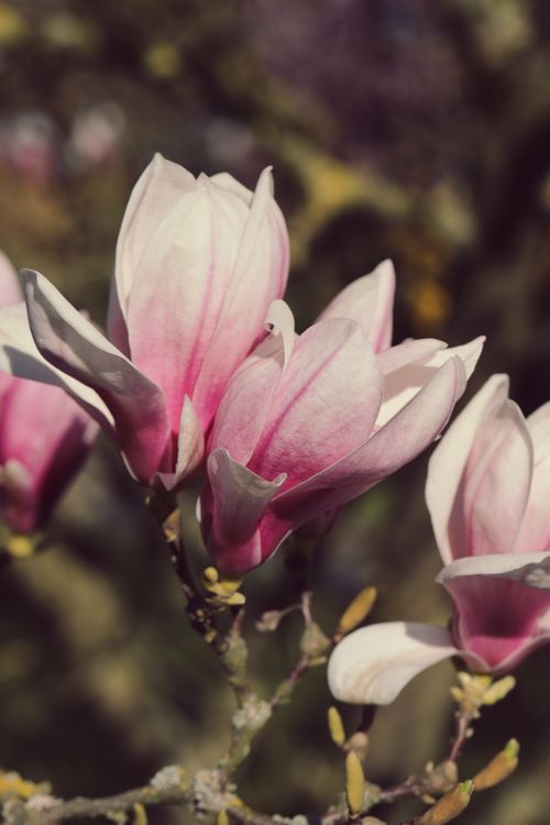 Free Close-up of vibrant pink magnolia blossoms in full bloom during spring. Stock Photo