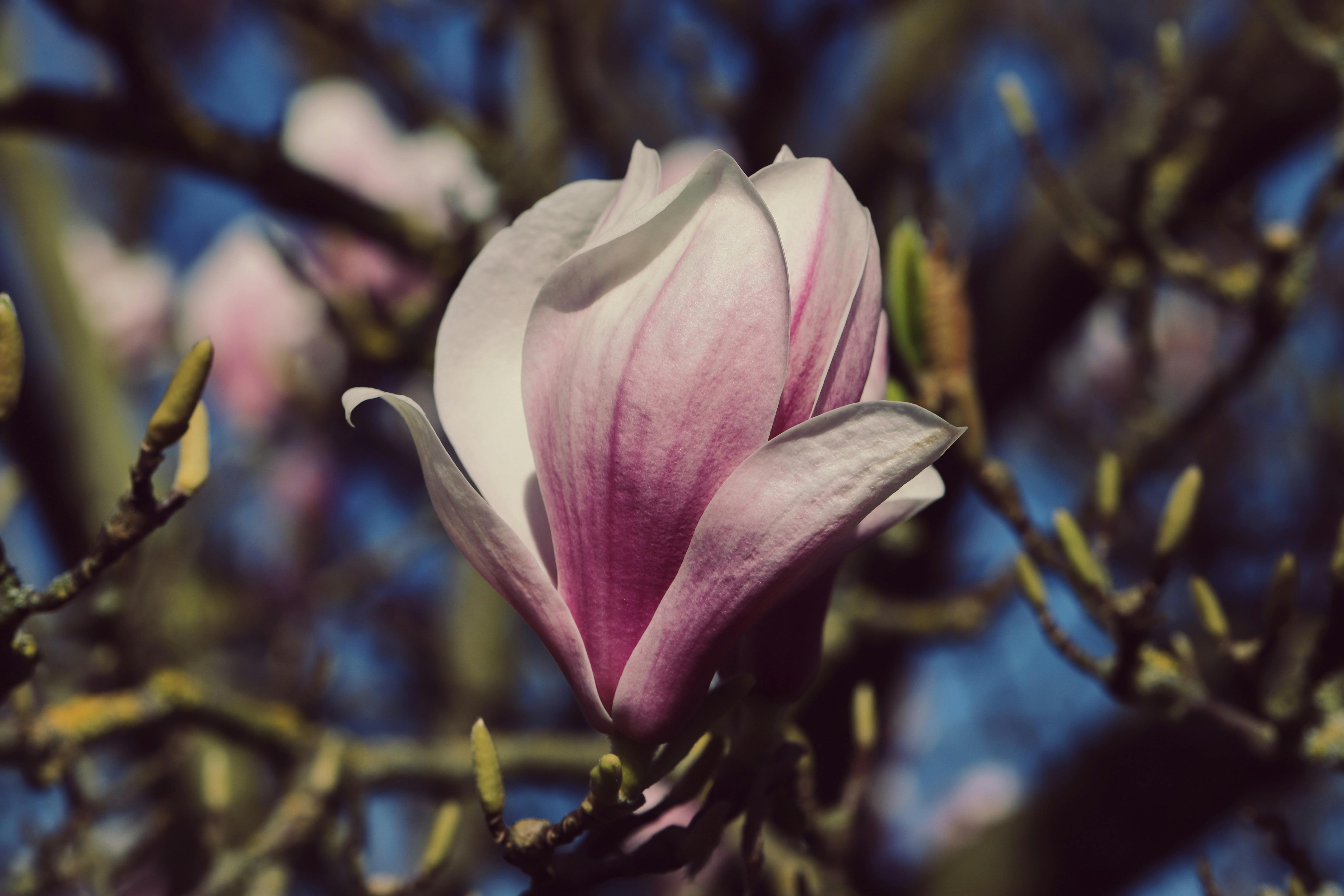 Magnolia’s AAA Hobbies To Close 2026 (Second Half). Iconic Hobby- Craft Emporium — Photo by Christina & Peter on Pexels