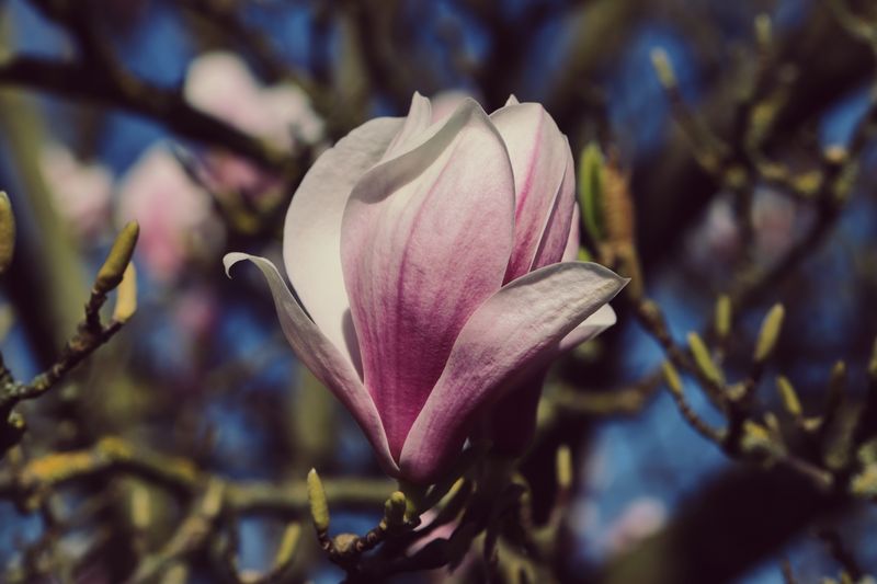Magnolia Bark