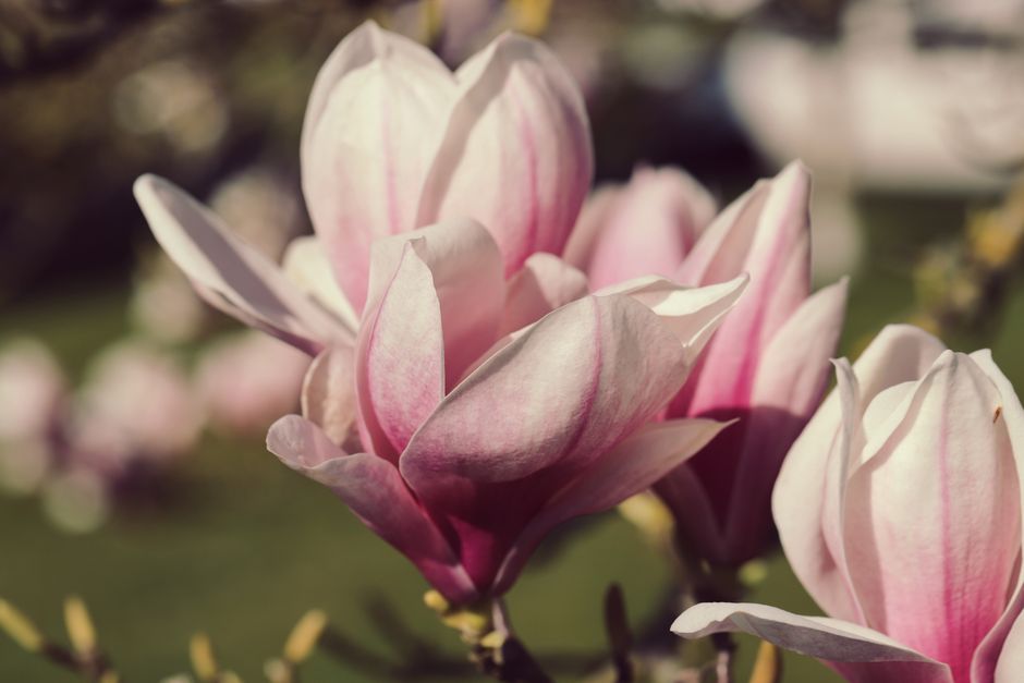 Close-up of pink and white magnolia flowers blooming in spring sunlight.